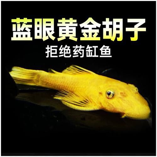 推薦一些其他種類的清道夫魚(yú)