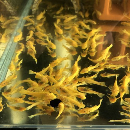 推薦一些其他種類的清道夫魚(yú)