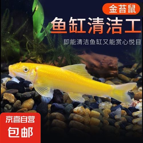 推薦一些其他種類的清道夫魚(yú)