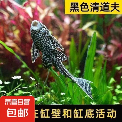 推薦一些其他種類的清道夫魚(yú)