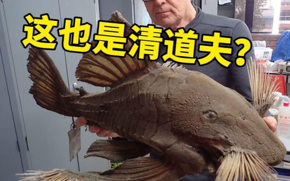 推薦一些其他種類的清道夫魚(yú)