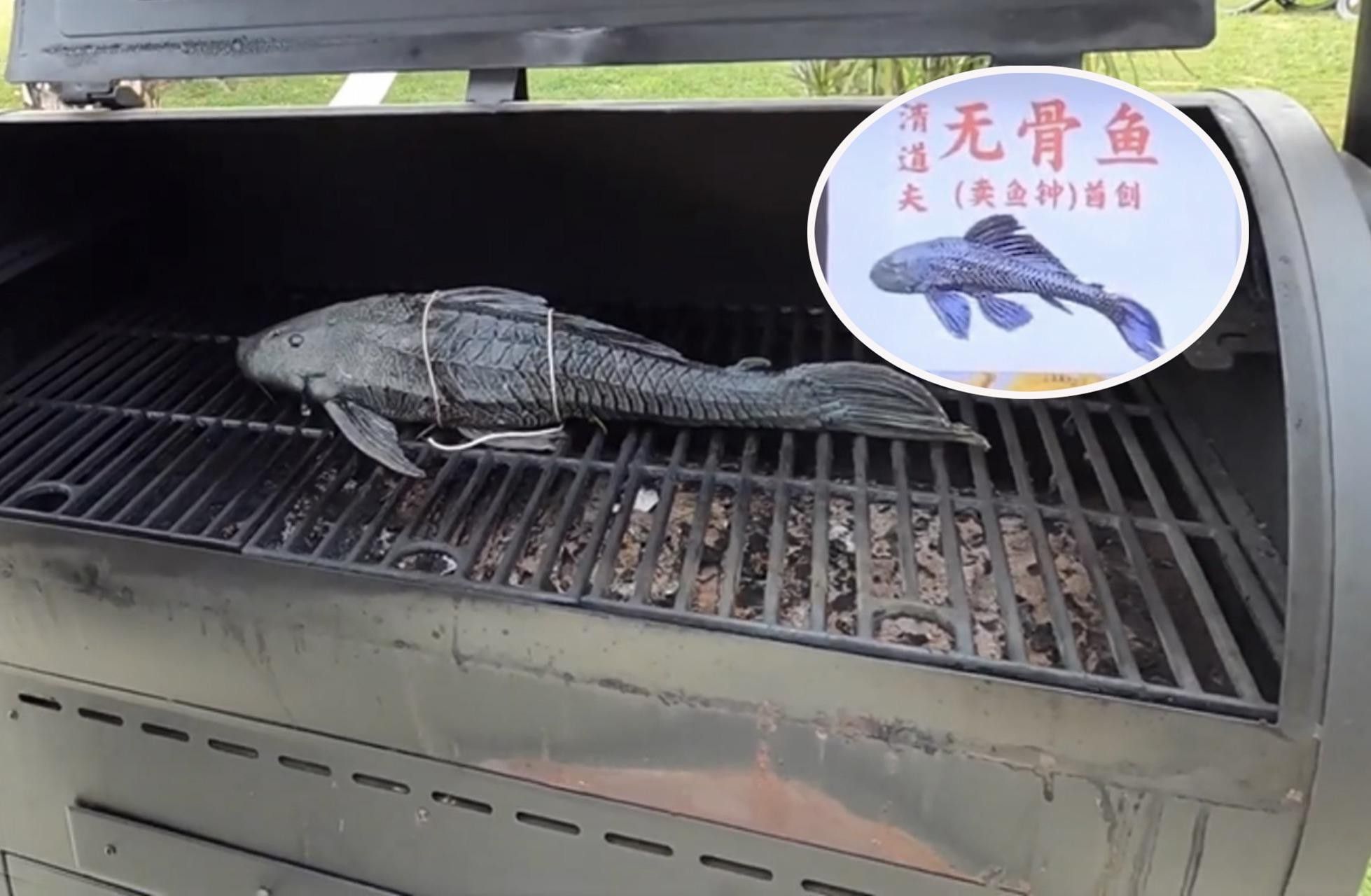 推薦一些其他種類的清道夫魚(yú)