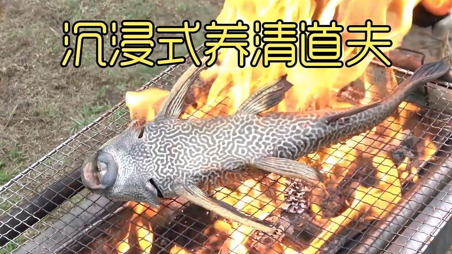 推薦一些其他種類的清道夫魚(yú)