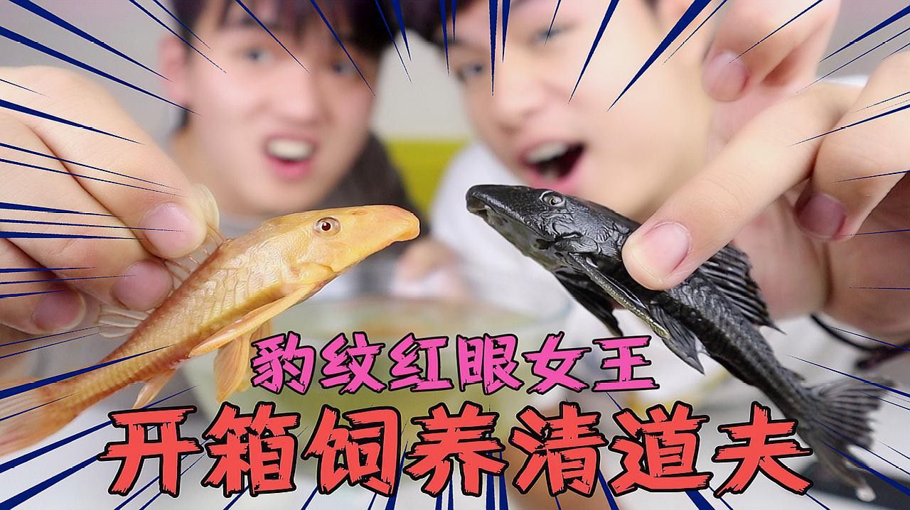 推薦一些其他種類的清道夫魚(yú)