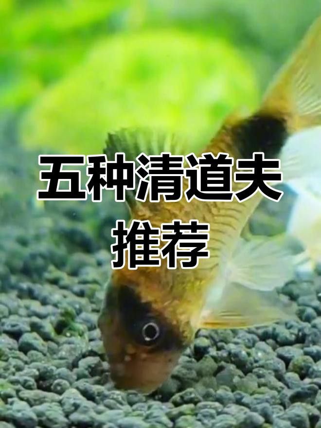 推薦一些其他種類的清道夫魚(yú)
