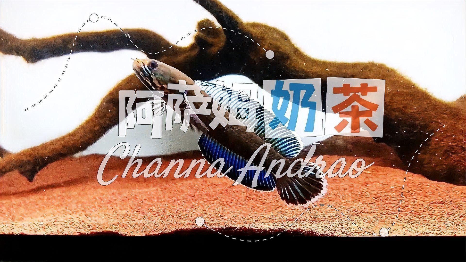 小型雷龍魚哪個(gè)互動(dòng)好