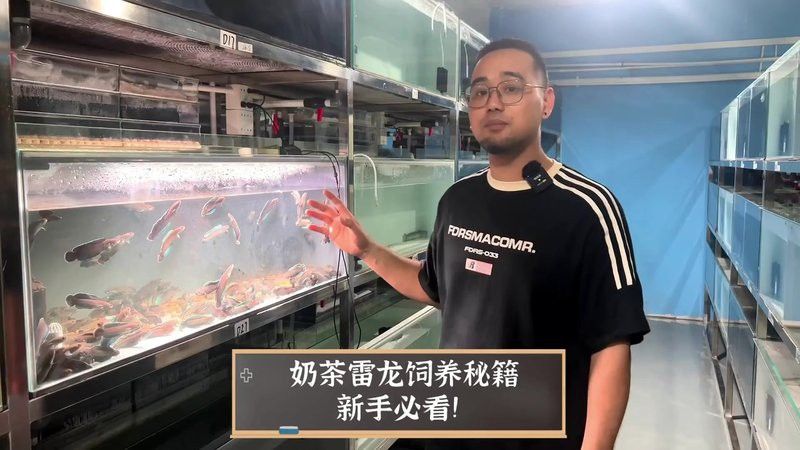 小型雷龍魚哪個(gè)互動(dòng)好