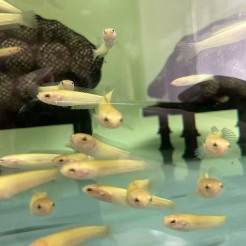 小型雷龍魚哪個(gè)互動(dòng)好