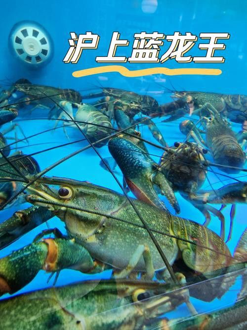 有哪些品種的龍王魚值得推薦？