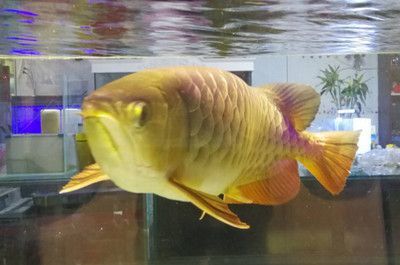 龍魚的說法（風水學中的龍魚擺放,龍魚與傳統文化的關系）