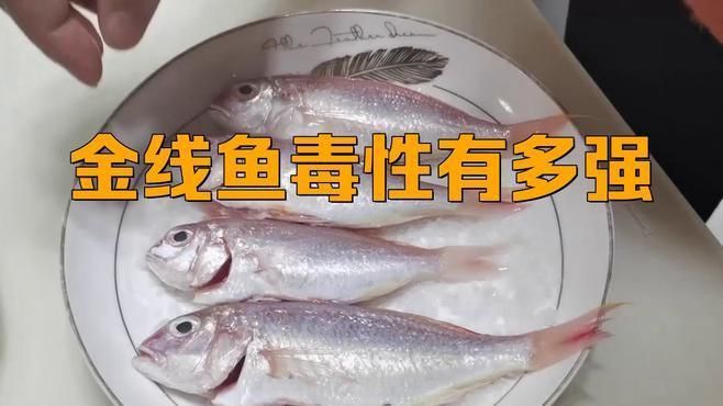 金線魚盡量少吃的原因