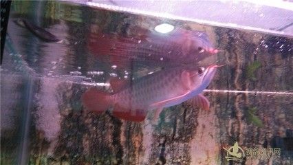 龍魚商城是什么平臺的軟件啊（龍魚商城與其他平臺比較，龍魚商城特色功能介紹）