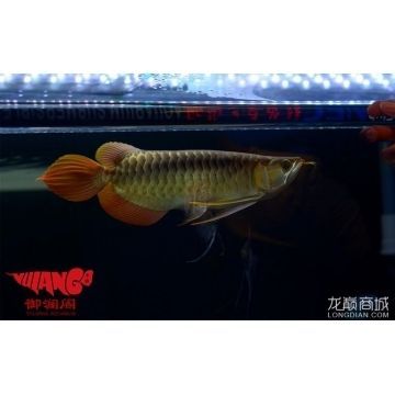 龍魚商城是什么平臺的軟件啊（龍魚商城與其他平臺比較，龍魚商城特色功能介紹）
