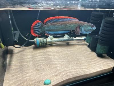 雷龍魚水族箱燈具功率選擇：雷龍魚水族箱led燈品牌推薦