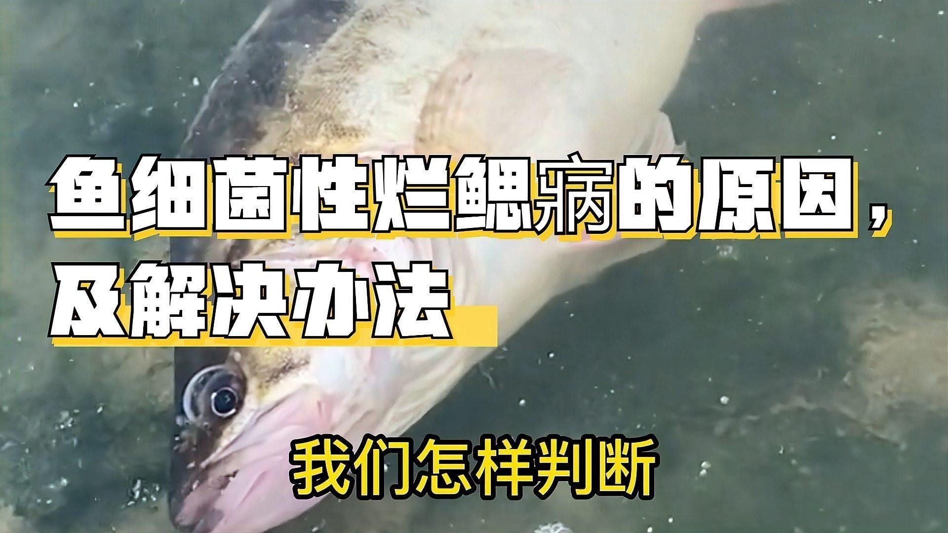 如何判斷龍魚(yú)是否患有細(xì)菌性爛鰓??？