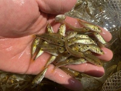 龍魚養殖場賺錢嗎現在：龍魚養殖場價格趨勢分析龍魚養殖場的盈利方式多樣