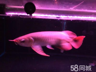 龍魚養殖場賺錢嗎現在：龍魚養殖場價格趨勢分析龍魚養殖場的盈利方式多樣
