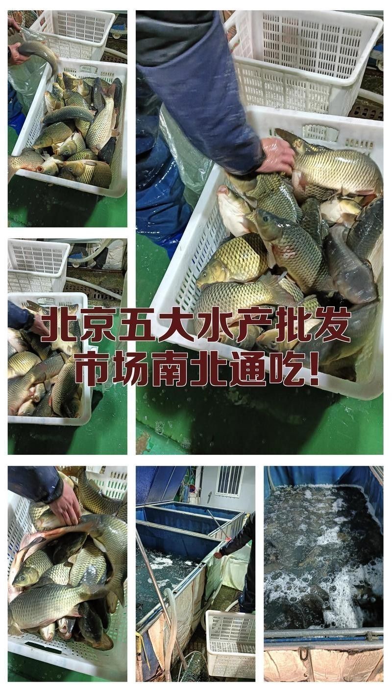 北京龍魚批發市場在哪里啊