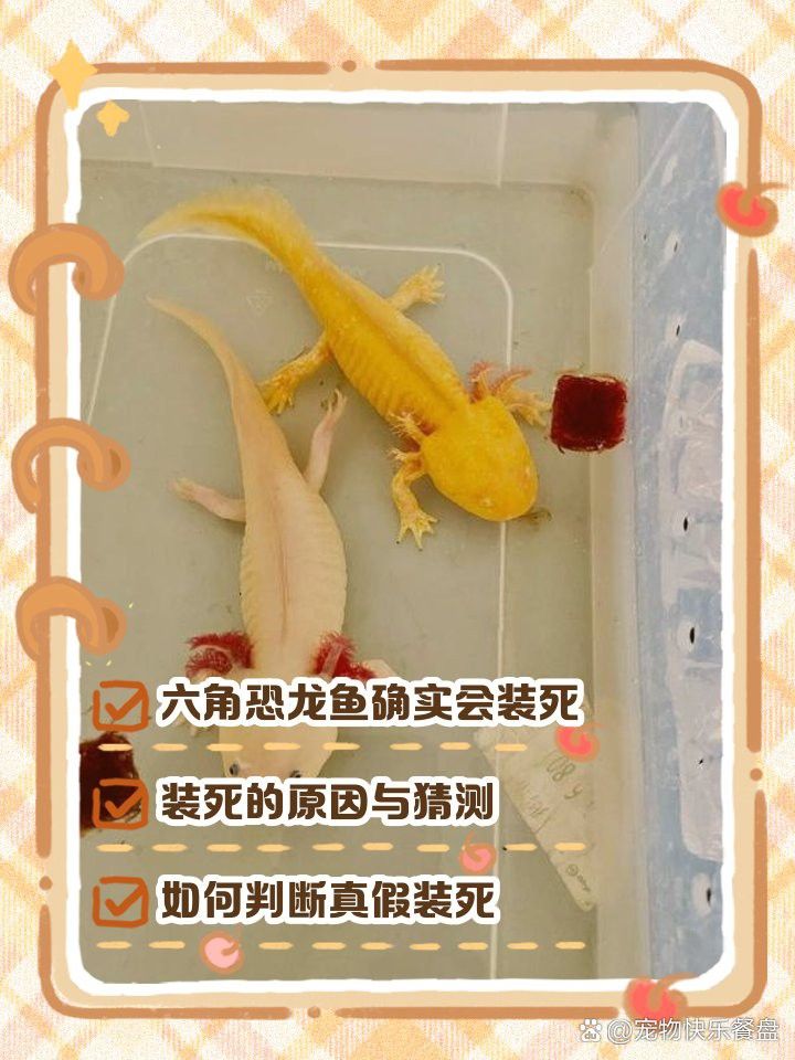 如何預防六角恐龍假死？