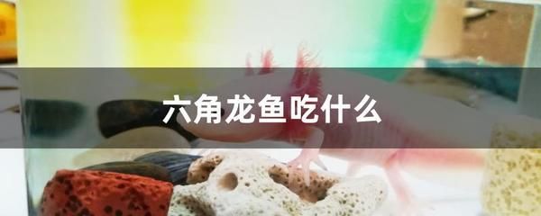 龍魚(yú)喂什么魚(yú)肉：喂食龍魚(yú)的注意事項(xiàng)