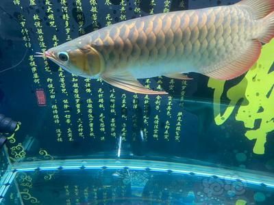 龍魚怎么養成寬身的樣子：龍魚的寬身形態可以通過一系列的飼養方式來實現