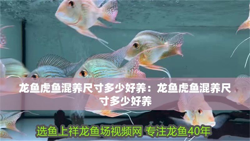 西寧龍魚祥龍魚場電話號碼