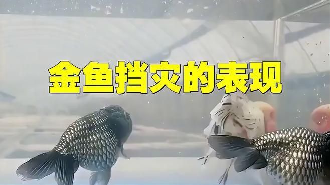 魚替主人擋災(zāi)后有哪些征兆？