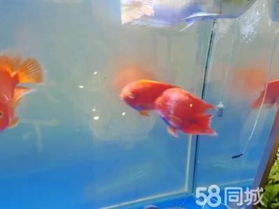 龍魚和招財貓魚的區別是什么龍魚和招財貓魚的區別是什么：龍魚和招財貓的區別