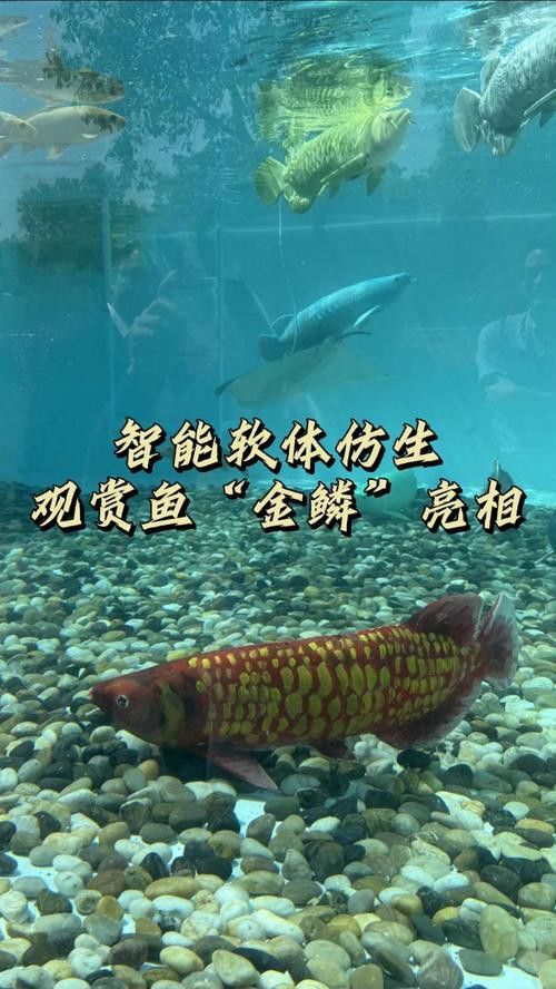 水族館金龍魚圖片