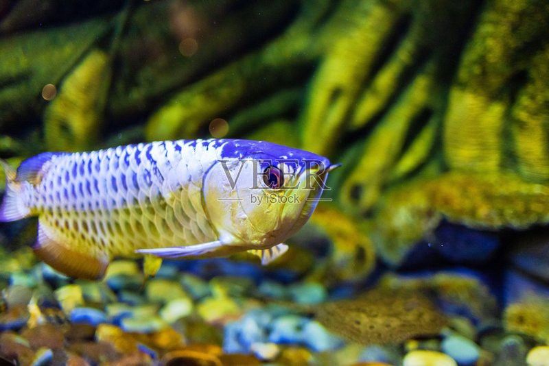 水族館金龍魚圖片