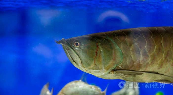 水族館金龍魚圖片