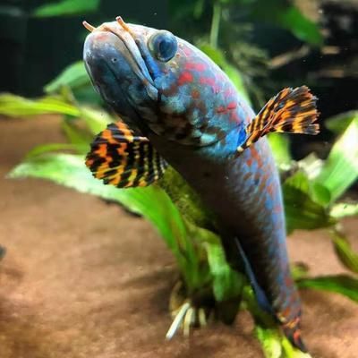 哪種中型雷龍魚最好看（哪種中型雷龍魚最漂亮）