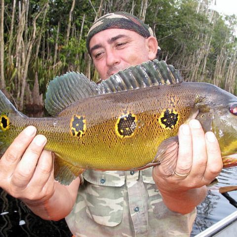 藍帆3間魚最忌三種東西