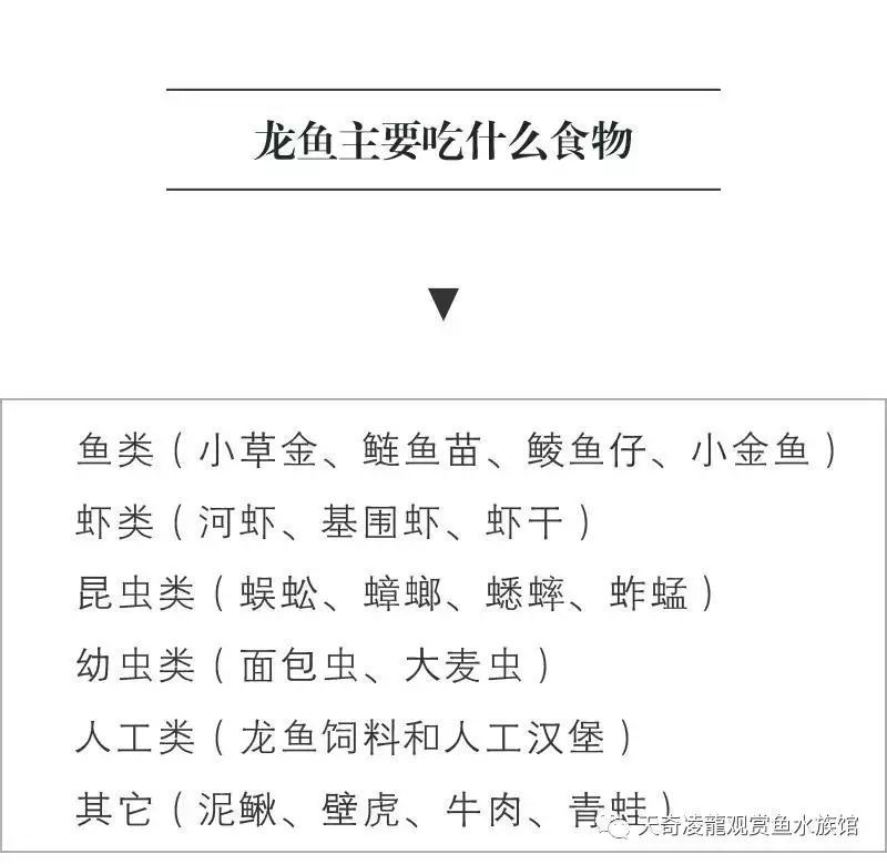 龍魚可以吃火腿腸嗎：龍魚不適合吃火腿腸，飼養者應該選擇更適合龍魚的食物