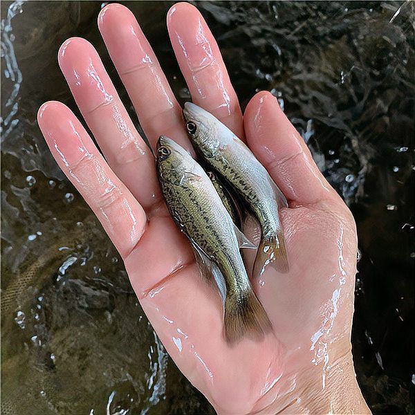 詳細介紹一下魚身上潰爛的癥狀