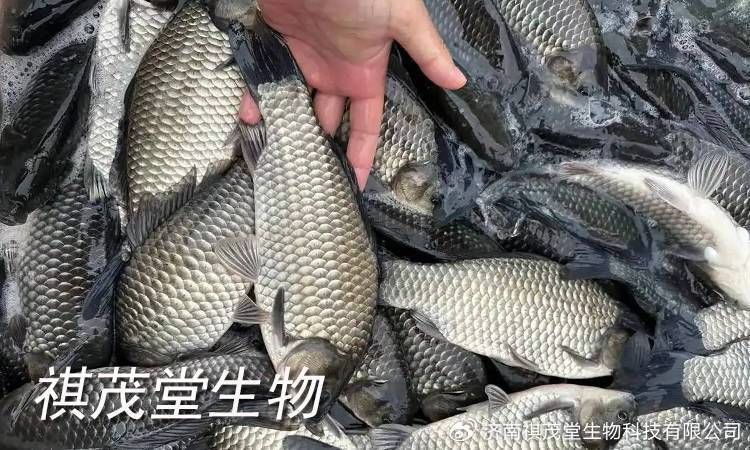 詳細介紹一下魚身上潰爛的癥狀