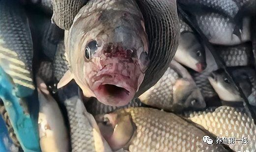 詳細介紹一下魚身上潰爛的癥狀