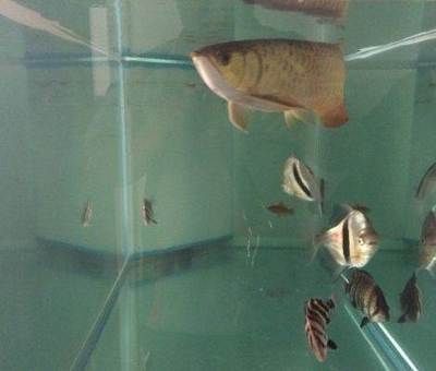 養(yǎng)龍魚黑底好還是白底好