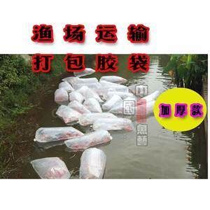 龍魚打包運輸3天的可行性分析（龍魚打包運輸3天的風(fēng)險有多大？）