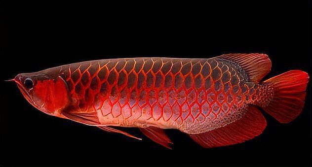 大湖紅龍魚對比印尼紅龍魚哪個貴些