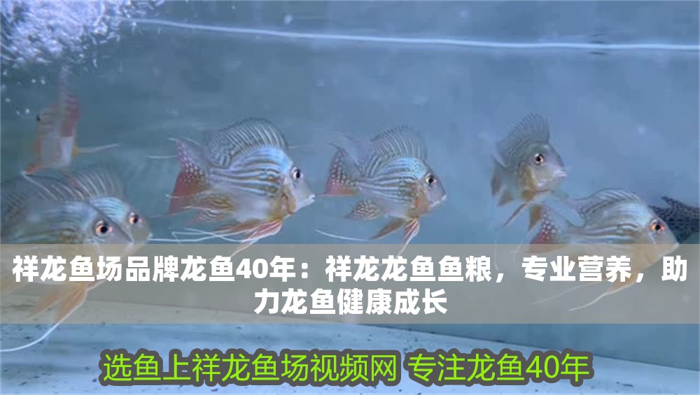 祥龍魚(yú)場(chǎng)品牌龍魚(yú)40年：祥龍龍魚(yú)魚(yú)糧，專業(yè)營(yíng)養(yǎng)，助力龍魚(yú)健康成長(zhǎng)