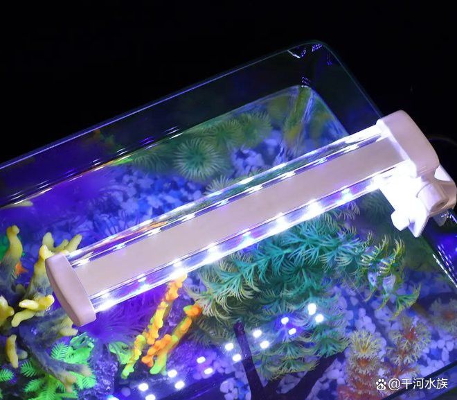 養龍魚用什么燈好看