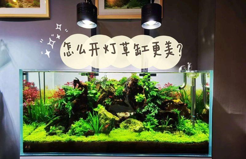 養龍魚用什么燈好看