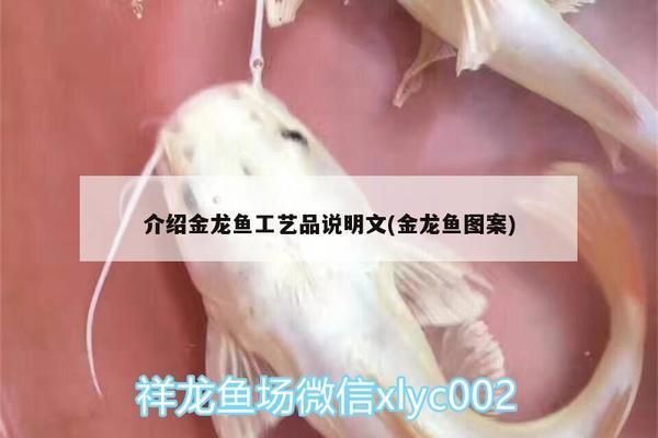 龍魚好不好吃怎么看：龍魚與豆腐燉煮食譜如何正確處理龍魚與豆腐燉煮食譜