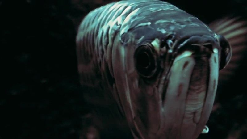 龍魚(yú)視頻大全視頻高清在線觀看
