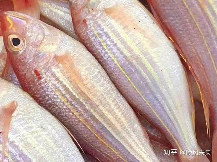 金線魚的正確吃法