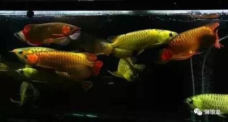 家里養龍魚好不好風水（養龍魚有什么風水講究？）