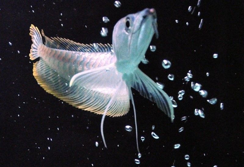 飼養銀龍魚需要多大的缸和水