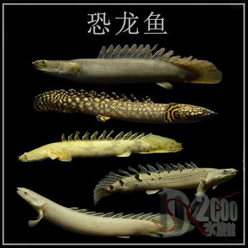 恐龍魚有幾種品種圖片及名稱