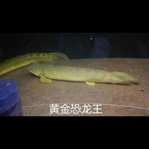 恐龍魚有幾種品種圖片及名稱